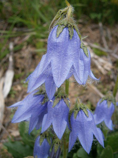 File:Campanula barbata4.jpg