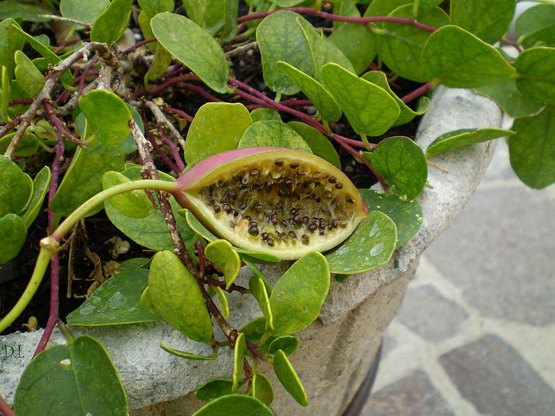 File:Capparis fruit.JPG