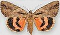 Catocala amatrix f. nurus sweetheart underwing type species of Lamprosia