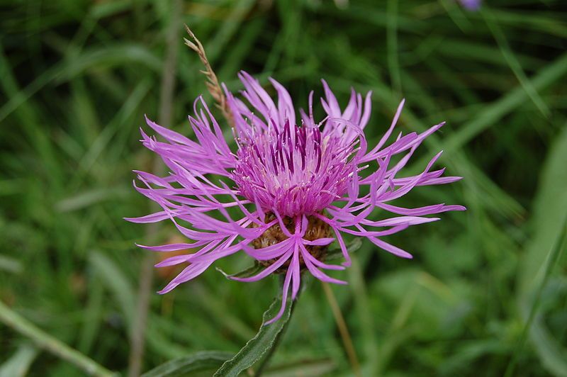 File:Centaurea aspera3.JPG