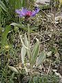 Centaurea montana