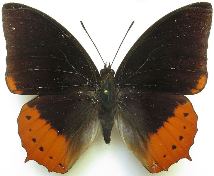 File:Charaxes protoclea protonothodes.jpg