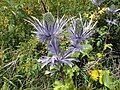 Eryngium alpinum (Asteraceae)