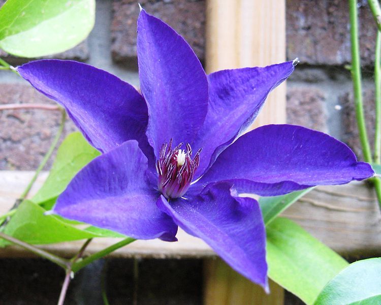 File:Clematis 'The President'.jpg