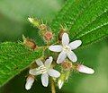 Clidemia hirta leaves, flowers and fruits