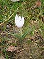 Colchicum hungaricum