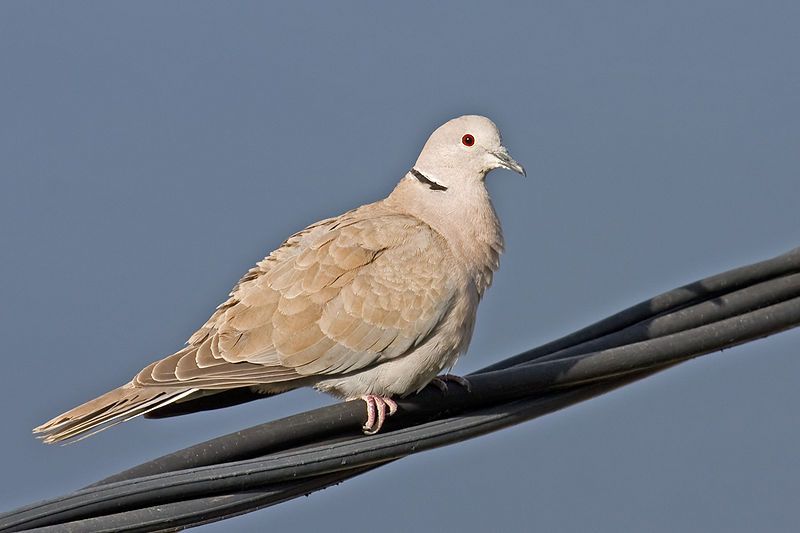 File:Collared Dove.jpg