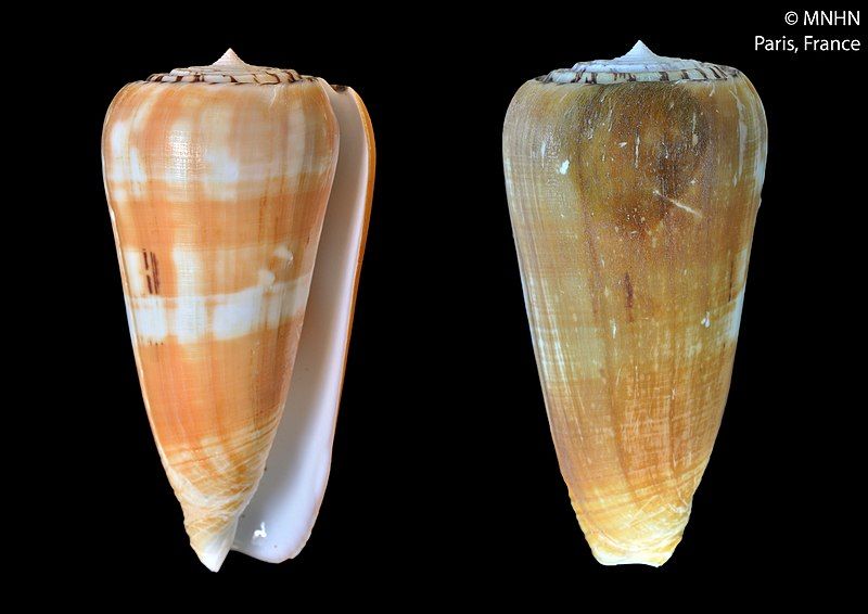 File:Conus mascarenensis (MNHN-IM-2000-34512).jpeg