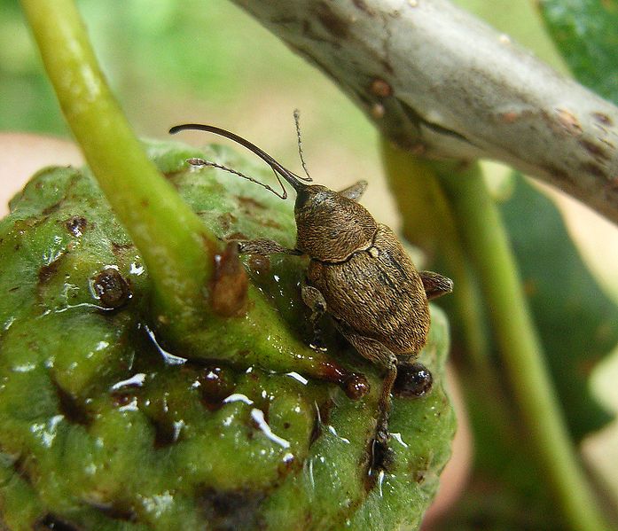 File:Curculio3.jpg