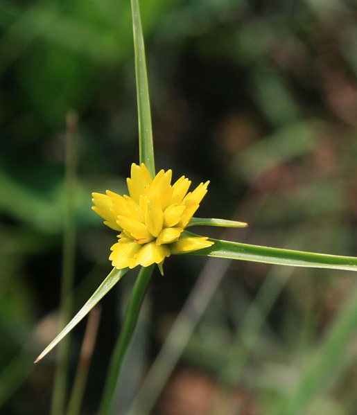 File:Cyperus sphaerocephalus (cropped).png