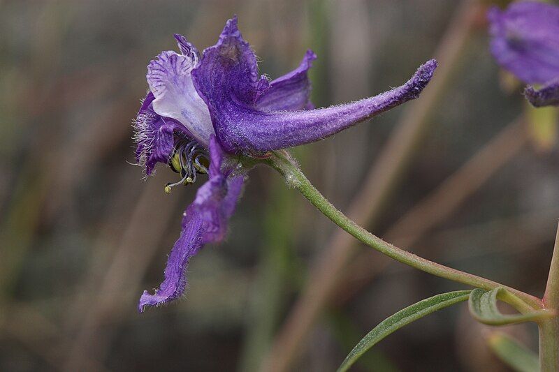 File:Delphinium nuttallianum 4361f.JPG