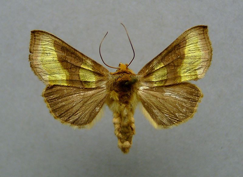 File:Diachrysia chrysitis 0001.JPG