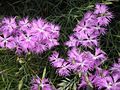 Carnation Dianthus monspessulanus