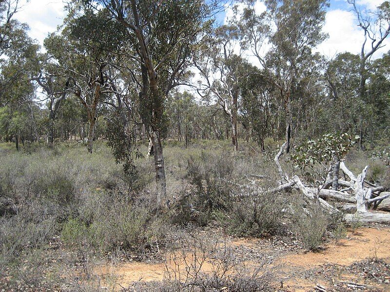 File:Dryandra Woodland 023.jpg