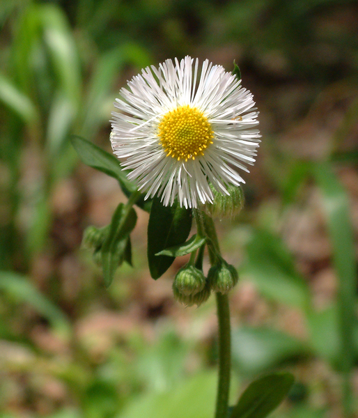 File:Eastern Daisy Fleabane.png