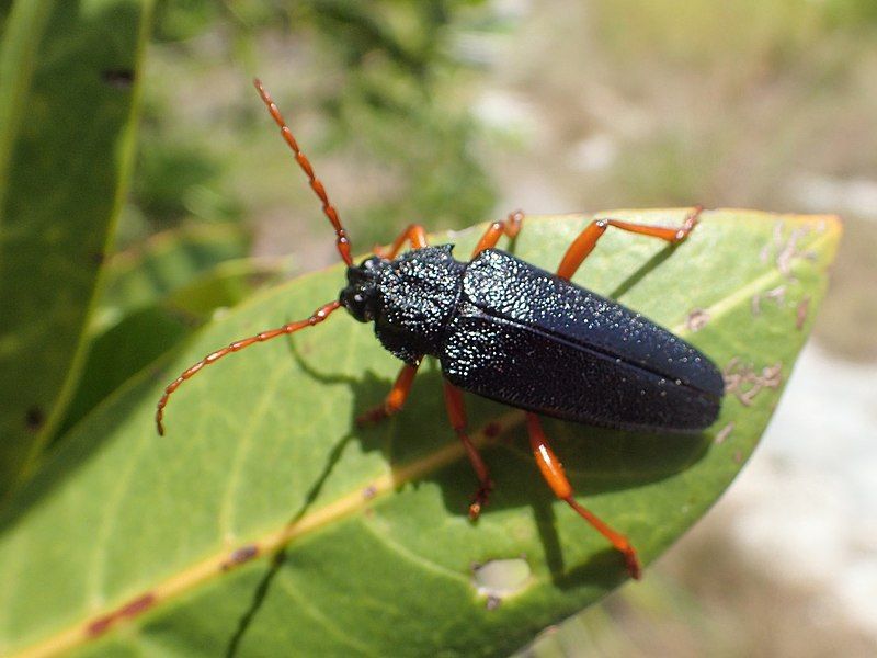 File:Elateropsis scabrosus.jpg