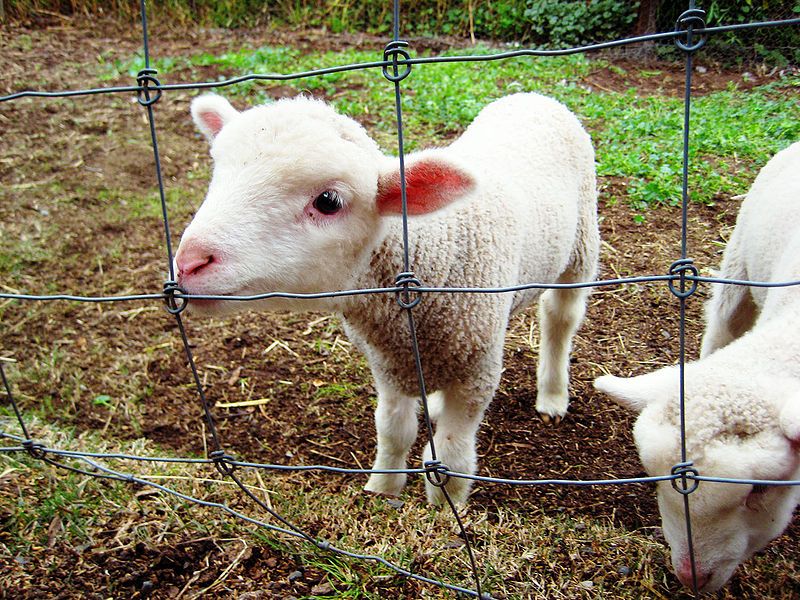 File:English Leicester Lambs.jpg