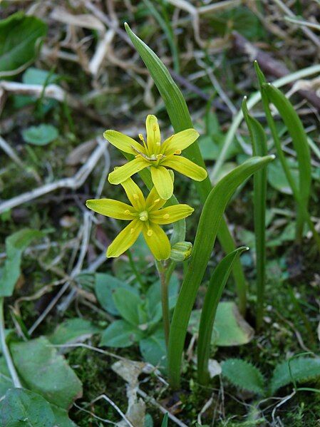 File:Gagea lutea (Retournemer).JPG