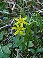 Yellow star-of-Bethlehem , Retournemer lake.