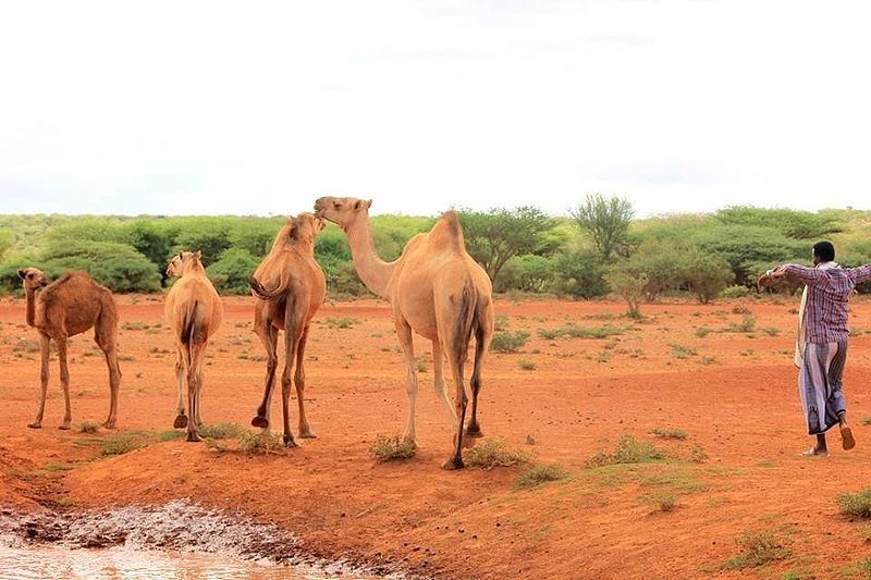 File:Galdogob camel.jpg