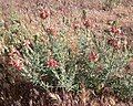 Gaura coccinea