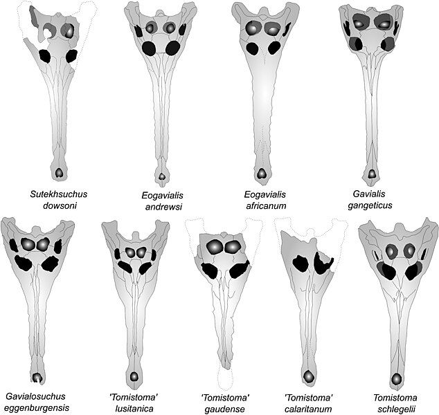 File:Gavialoid skulls.jpg