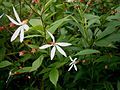 Gillenia trifoliata close-up