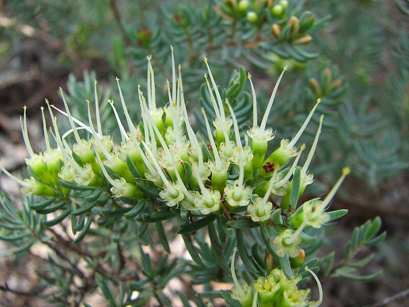 File:Homoranthus papillatus.JPG