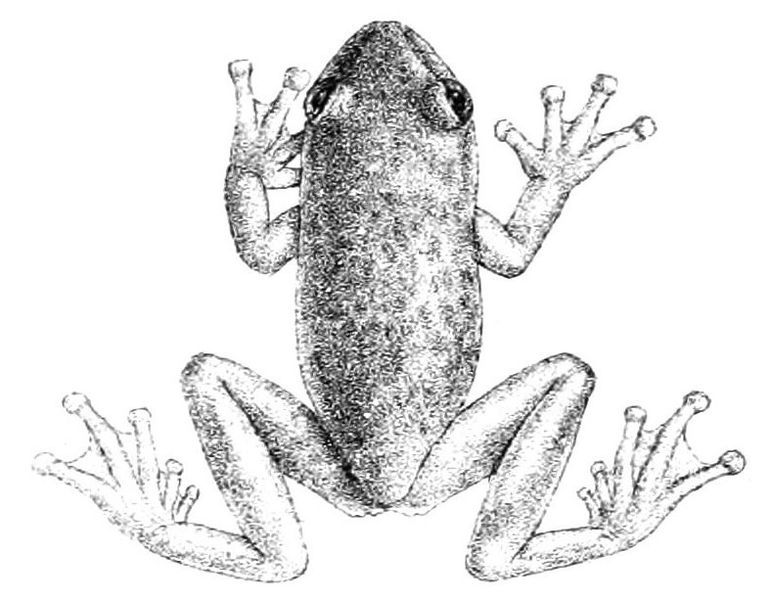 File:Hyloscirtus albopunctulatus.jpg