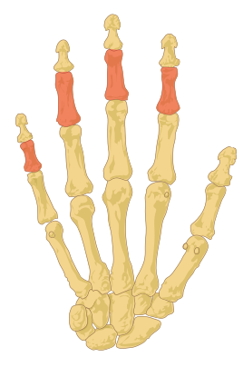 File:Intermediate phalanges.svg