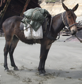 a dark brown mule with a pack on its back