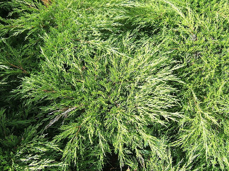 File:Juniperus sabina cult1.jpg