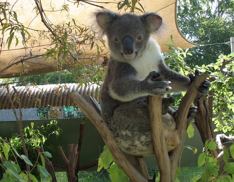 File:Koala003.JPG