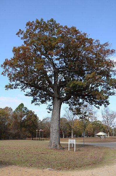 File:Look See Tree.jpg