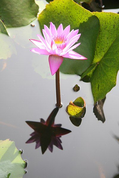 File:Lotus in pond.jpg