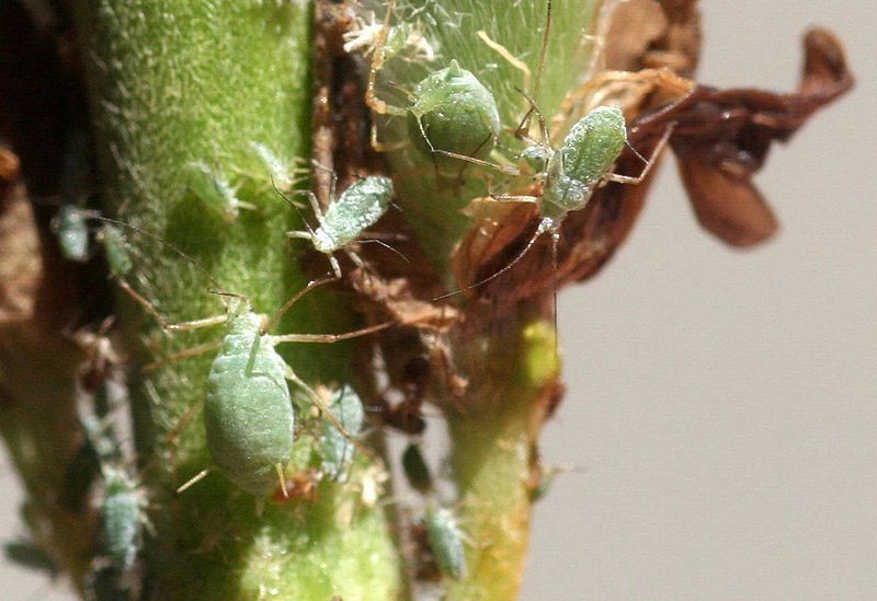 File:Macrosiphum albifrons.jpg