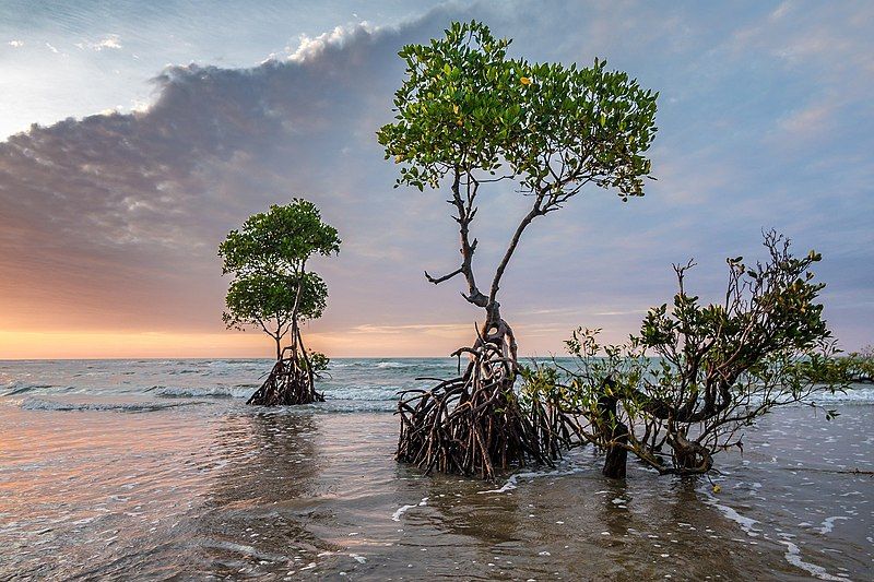 File:Mangroves at sunset.jpg