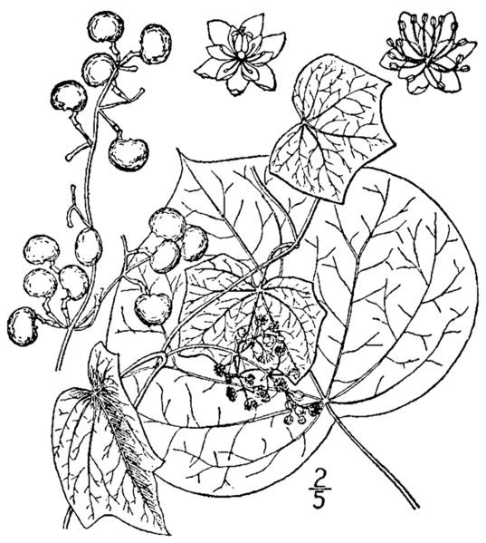 File:Menispermum canadense BB-1913.png