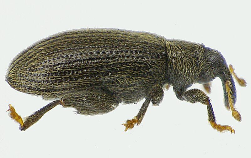 File:Orchestes fagi side.jpg