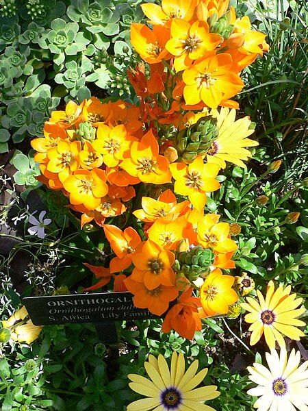 File:Ornithogalum dubium 1.jpg