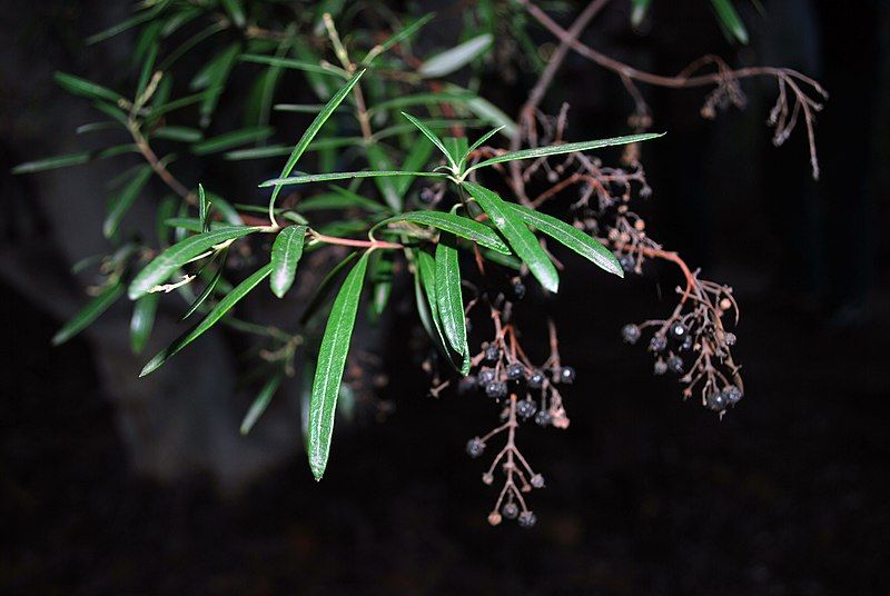 File:Ornithostaphylos oppositifolia 01.jpg