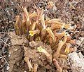 Orobanche fasciculata