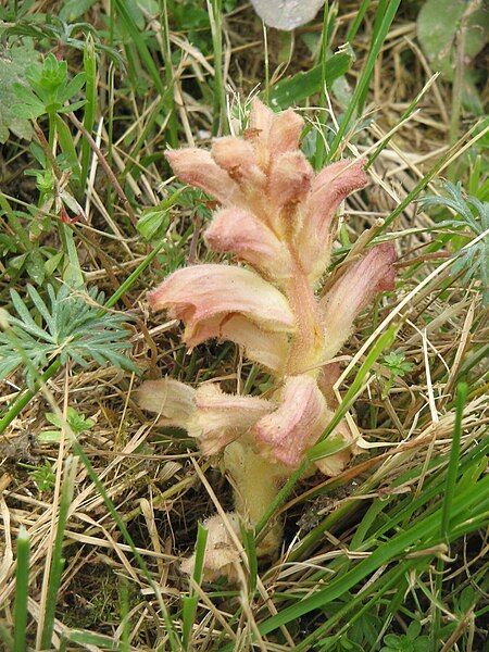 File:Orobanche sp 002.jpg