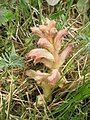 Unidentified Orobanche