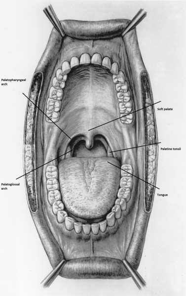 File:Oropharynx22.png