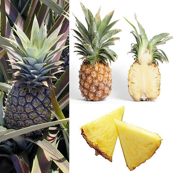 File:Owoce Ananas.jpg