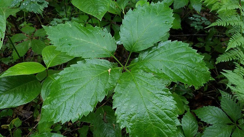 File:Parthenocissus inserta leaves.jpg