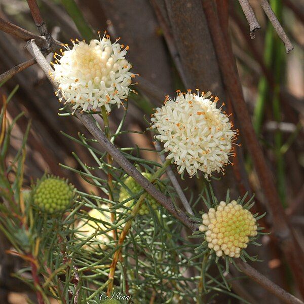 File:Pimelea graniticola.jpg