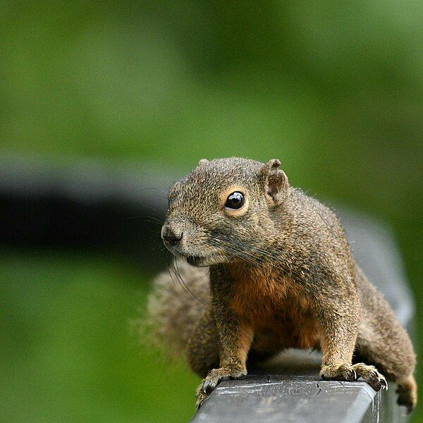 File:Plantain Squirrel.jpg