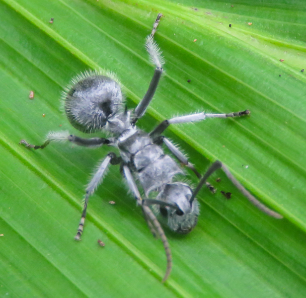 File:Polyrhachis medusa.png